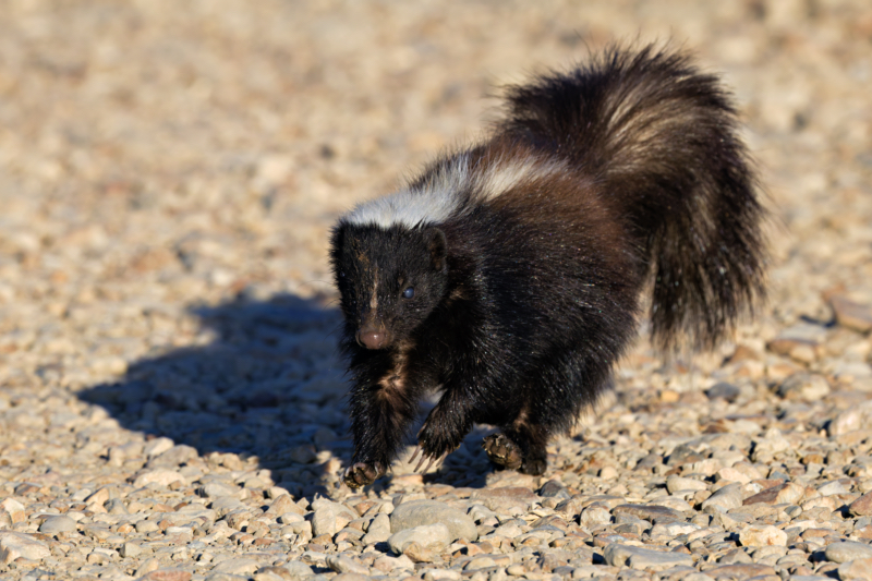 A uniquely colored striped skunk with dark brown and black fur, facing the camera while foraging on a gravel road at Sequoyah National Wildlife Refuge.