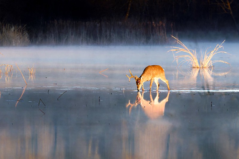 Reflections in the Mist: A White-tailed Buck at Dawn