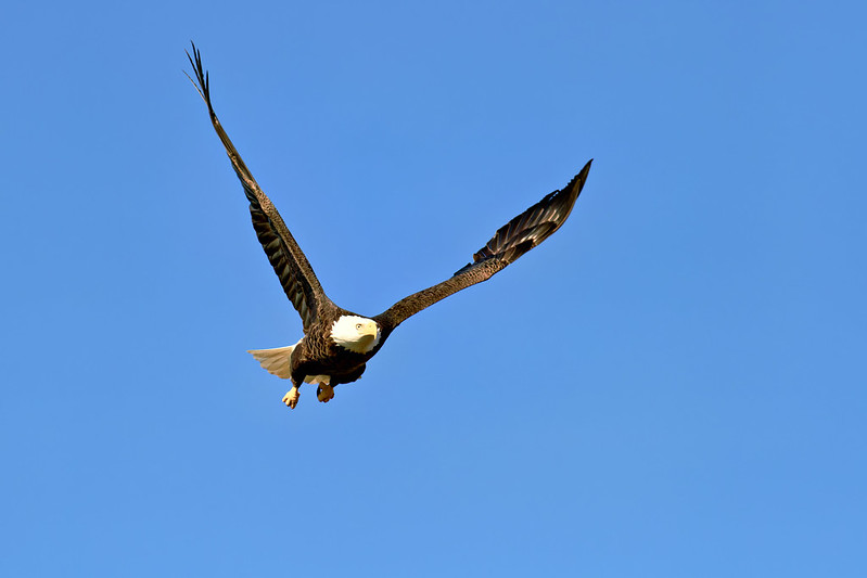 A Bald Eagle in flight, facing forward with wings outstretched against a blue sky.