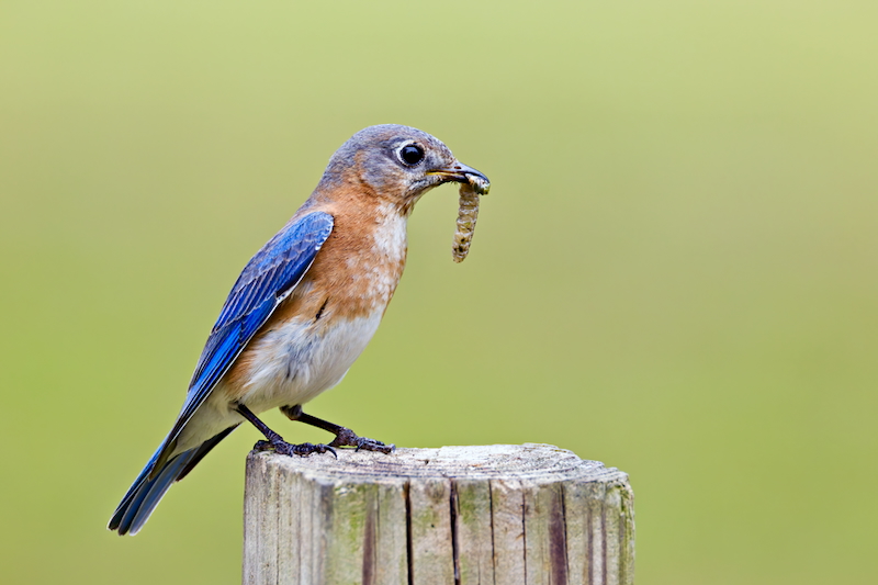 Protein Delivery: Bluebird Brings a Caterpillar to the Nest Female Eastern Bluebird perched on a wooden post holding a caterpillar in her beak, preparing to feed her nestlings.
