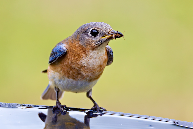 Quick Pause: Bluebird Takes a Sip While Holding Prey Female Eastern Bluebird standing on the edge of a birdbath with an insect in her beak, pausing to drink while caring for her young.