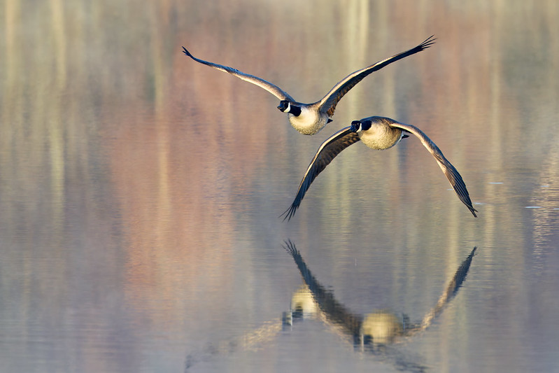A pair of Canada Geese in synchronized flight above still water with reflections.