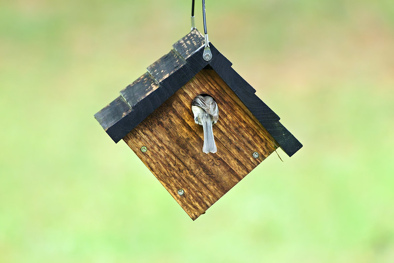 Carolina Chickadee entering a wooden birdhouse, with only its back and tail visible, captured in a backyard setting in Arkansas.