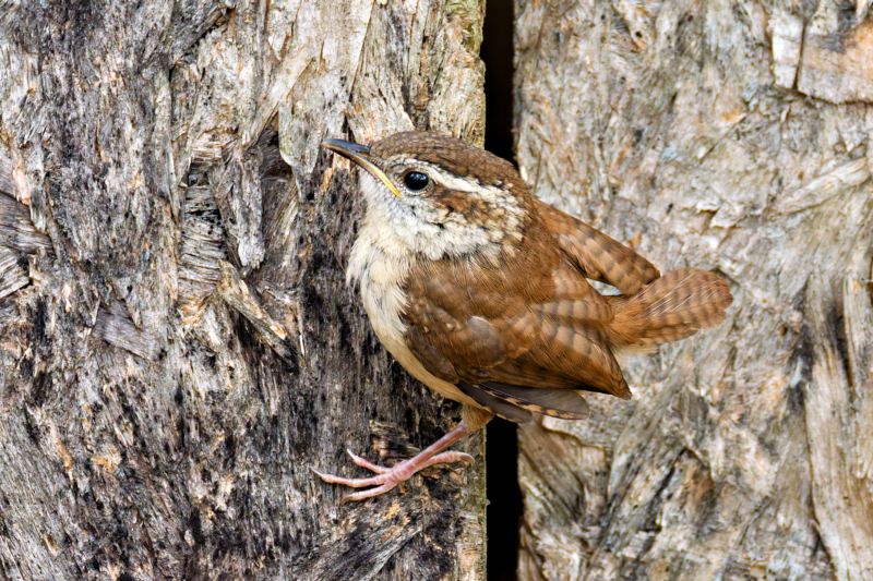 Carolina Wren fledgling perched on the rough surface of an old wooden building.