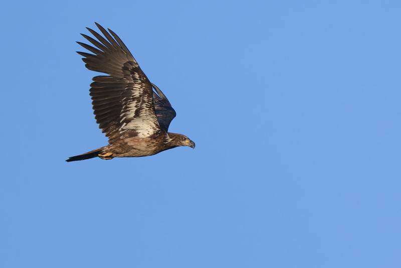 An immature Bald Eagle in flight against a blue sky, captured in sharp detail.