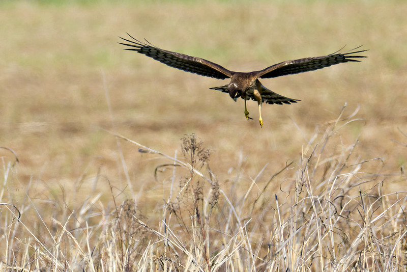 A Northern Harrier with wings spread as it hovers above tall grass before landing.