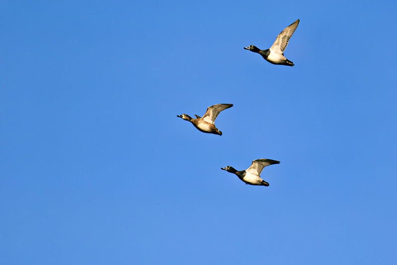 A trio of Ring-necked Ducks in flight, perfectly aligned against a vivid sky background.