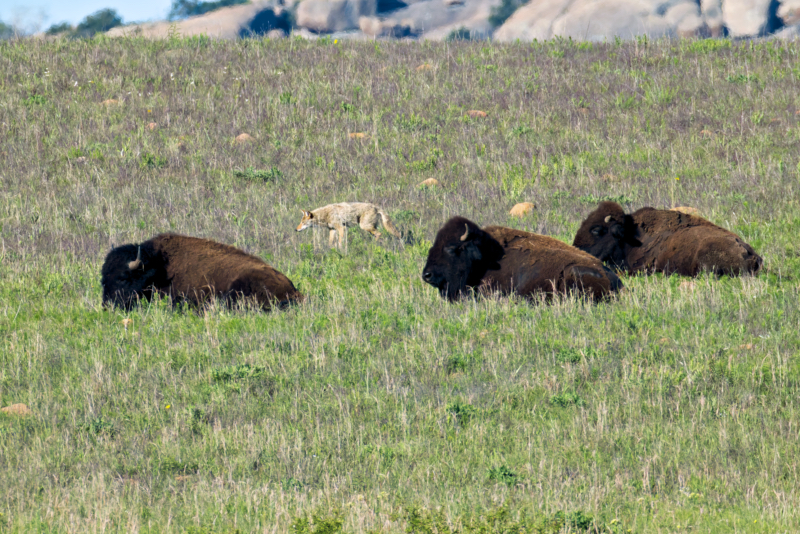 A Coyote Navigates the Herd Coyote looking toward a calm herd of Bison with no visible tension between them.