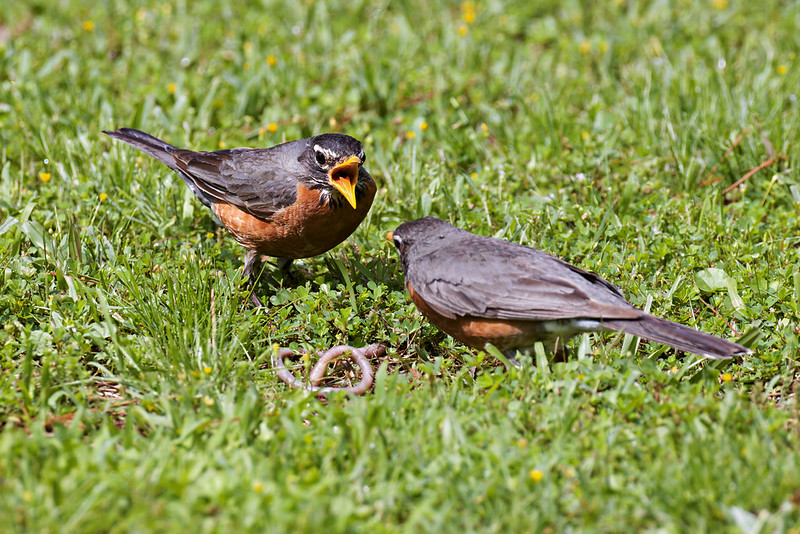 American Robins Face Off Over Earthworm Two American Robins in the grass, one with its beak open, facing the other over an earthworm.