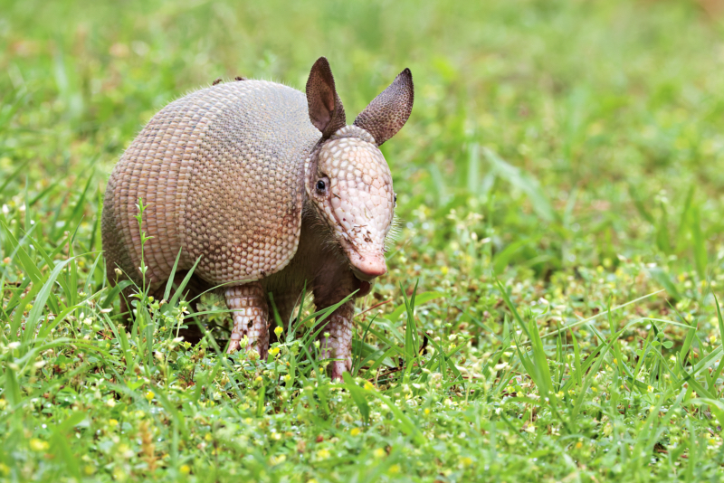 Baby Nine-banded Armadillo in the Grass A baby Nine-banded Armadillo standing in short green grass, facing the camera with its ears perked and armor clearly visible.