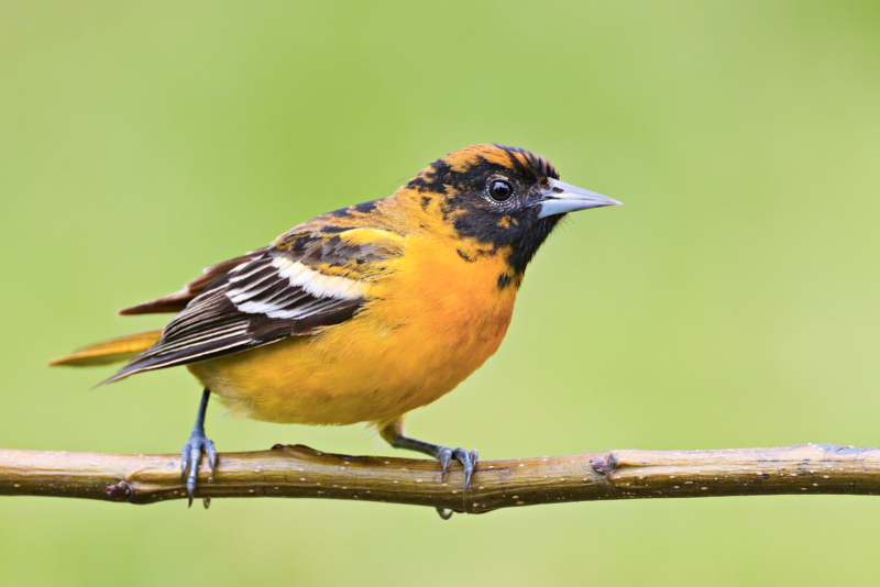 Baltimore Oriole Perched in My Yard Male Baltimore Oriole perched on a branch with a soft green background, photographed in a yard on May 2, 2025.