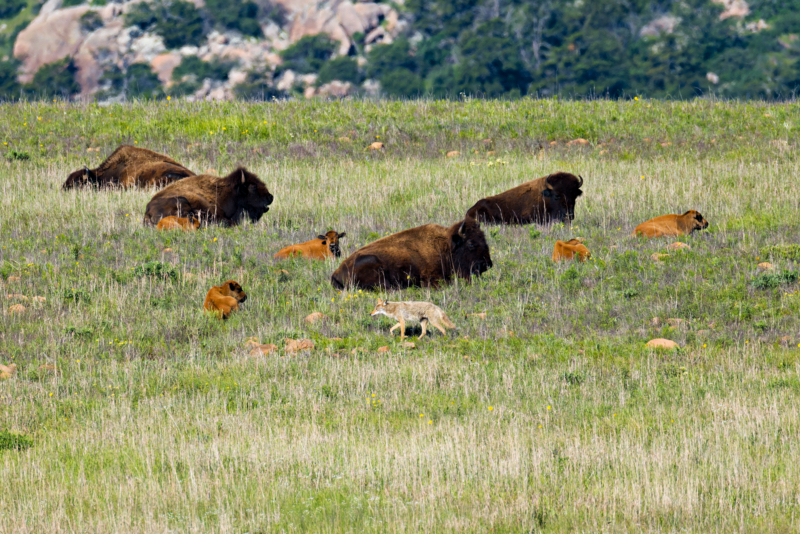 Bison Calves and the Watchful Coyote Coyote walking past Bison calves in a spring meadow while adult Bison rest nearby.