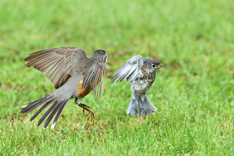 Bluebird Escapes Robin’s Attack uvenile Eastern Bluebird escaping as American Robin lunges during territorial attack in grassy yard in Arkansas