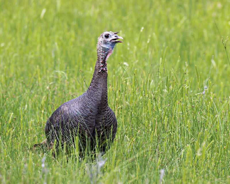 Close-up of a Female Rio Grande Turkey Close-up of a female Rio Grande Turkey standing alert in tall green grass.