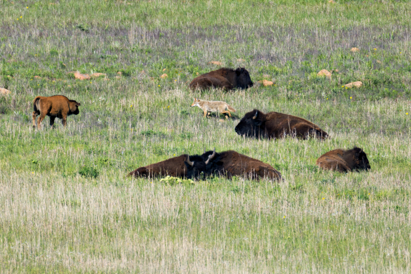 Coyote Slips Past Bedded Bison Coyote walking near resting Bison in a grassy meadow at Wichita Mountains Wildlife Refuge.