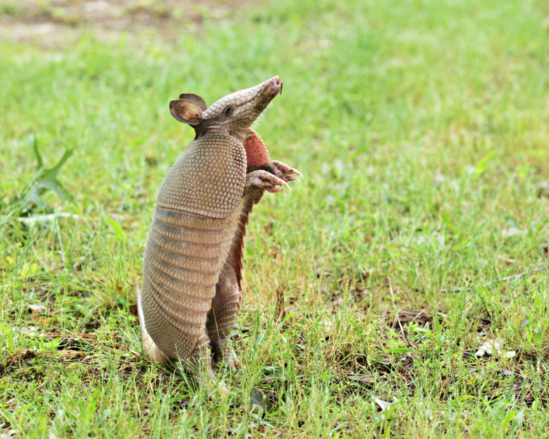 Curious Baby Armadillo on Hind Legs A baby Nine-banded Armadillo standing on its hind legs in a grassy yard, appearing alert and curious.