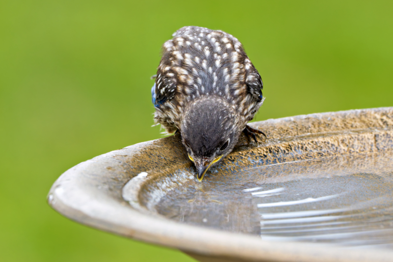 Eastern Bluebird Fledgling Final Sip at the Edge Eastern Bluebird fledgling drinking from edge of birdbath, head down.