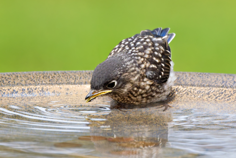 Eastern Bluebird Fledgling Learning to Drink Juvenile Eastern Bluebird drinking from birdbath, side view.