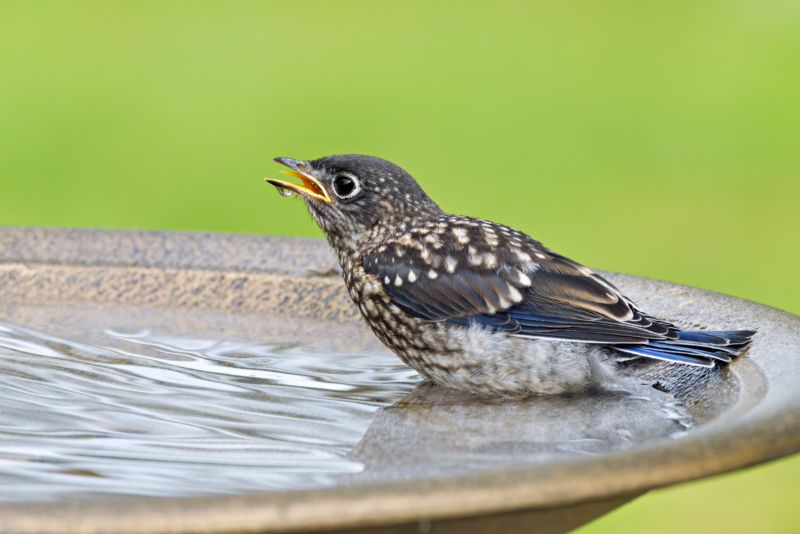 Just After the First Sip Juvenile Eastern Bluebird perched on birdbath with beak raised and water below after drinking.