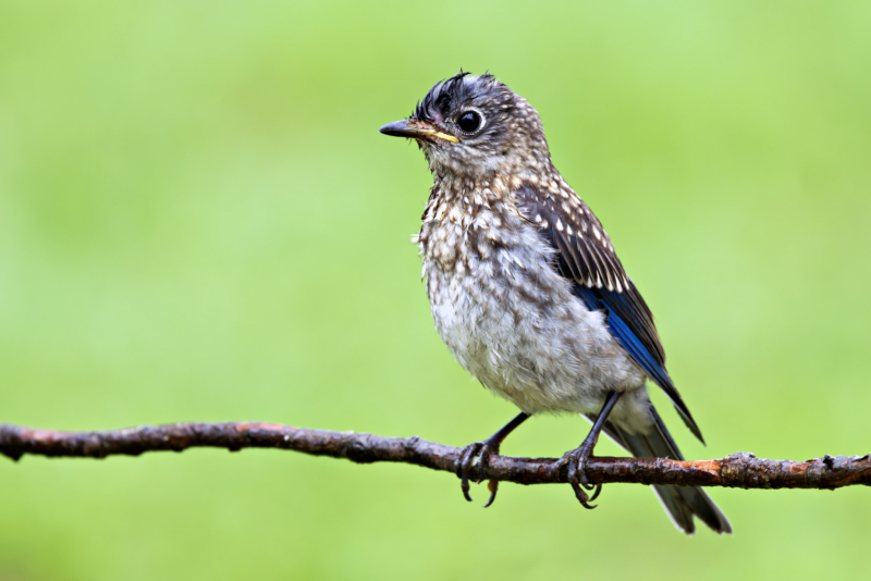 Lone Eastern Bluebird Fledgling on a Rainy Day Wet Eastern Bluebird fledgling perched on branch in rain, the only one seen of three siblings