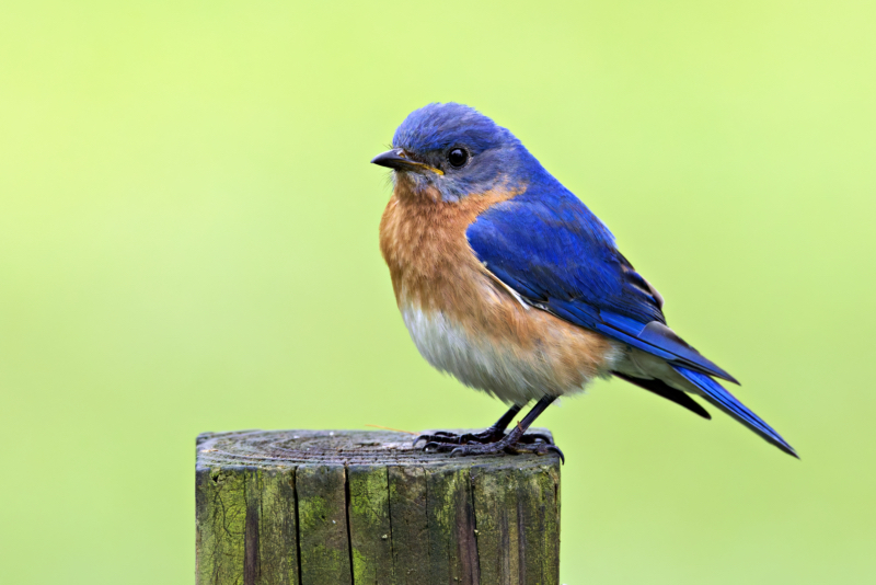 Male Eastern Bluebird Standing Watch Male Eastern Bluebird perched on wooden post with bright plumage and soft green background