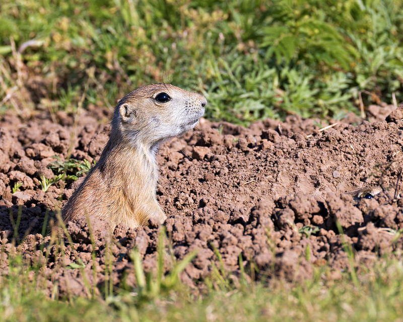 A Young Prairie Dog on Alert Black-tailed prairie dog standing partially out of its burrow on alert at Wichita Mountains Wildlife Refuge.