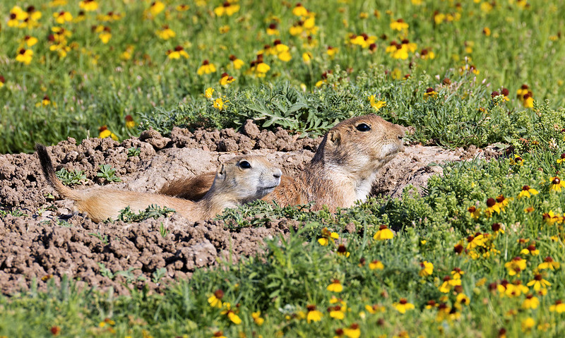 Prairie Dogs Keeping Watch Pair of black-tailed prairie dogs standing alert on mound near burrow entrance.