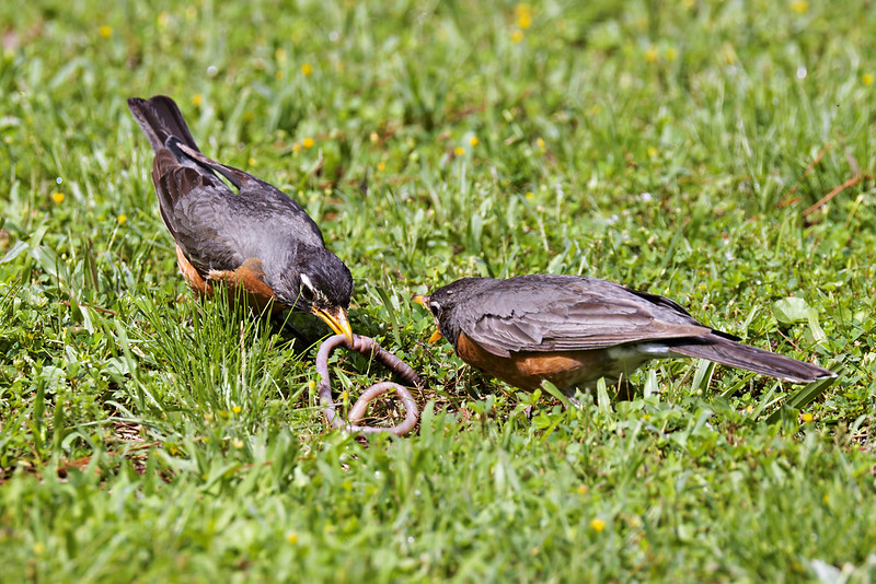 Two American Robins on the ground, with one pulling an earthworm from the grass while the other looks on.