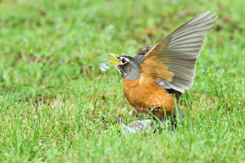 American Robin with Eastern Bluebird feathers in its beak after attack