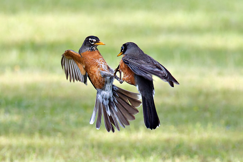 Two American Robins in mid-air, facing each other closely with wings spread in a dramatic territorial dispute.