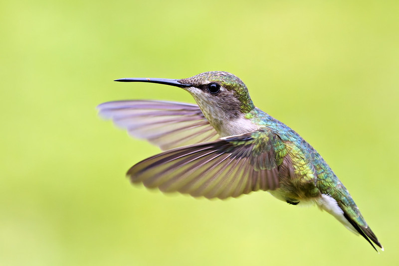 Ruby-throated Hummingbird Hovering in Flight Female Ruby-throated Hummingbird hovering in midair with wings outstretched and green feathers glowing, photographed near a feeder in Arkansas