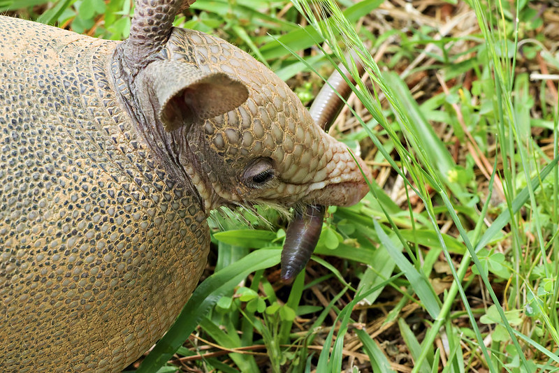 Side view of a young Nine-banded Armadillo eating an earthworm in grassy yard in Arkansas.