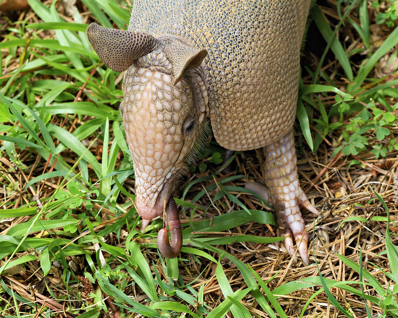 Young Nine-Banded Armadillo with Earthworm Young Nine-banded Armadillo holding an earthworm in its mouth while foraging in green grass in Arkansas.