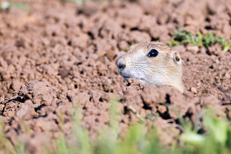 Juvenile prairie dog peeking out of its burrow at Wichita Mountains Wildlife Refuge.