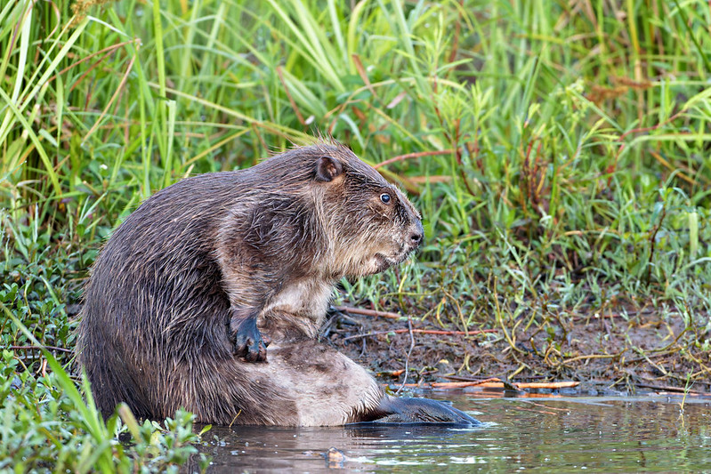 Beaver Focused on Fur Care North American Beaver grooming thick fur during early morning bath