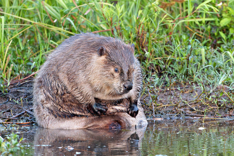 Beaver Scrubs Its Chest North American Beaver using paws to scrub chest while bathing