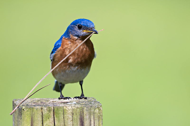 Male Eastern Bluebird on wooden post holding a long piece of pine straw for nest building.