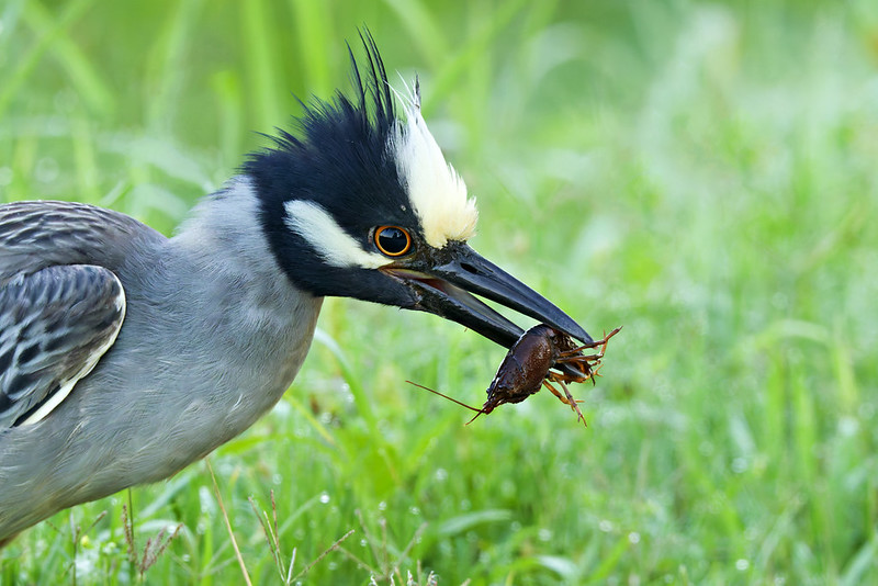 Close-Up of Yellow-Crowned Night-Heron with Crawfish Yellow-Crowned Night-Heron holding a crawfish tightly in its beak, surrounded by green grass.