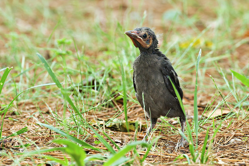 Common Grackle fledgling with scruffy plumage standing upright in grassy yard