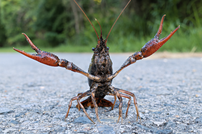 Crayfish Defensive Pose on the Road at SNWR Crayfish in a defensive stance with raised claws on a paved road at Sequoyah National Wildlife Refuge.