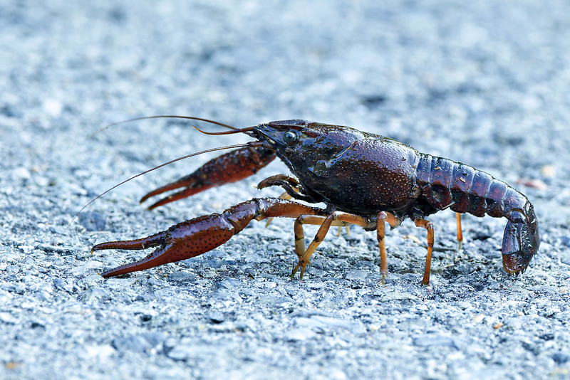 Crayfish walking across a road at Sequoyah National Wildlife Refuge in spring.