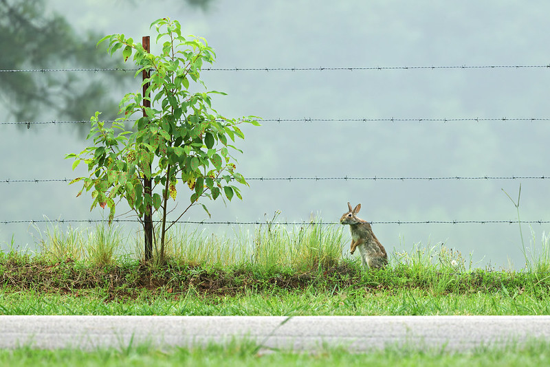 Rabbit standing on hind legs reaching through a barbed wire fence to eat leaves.