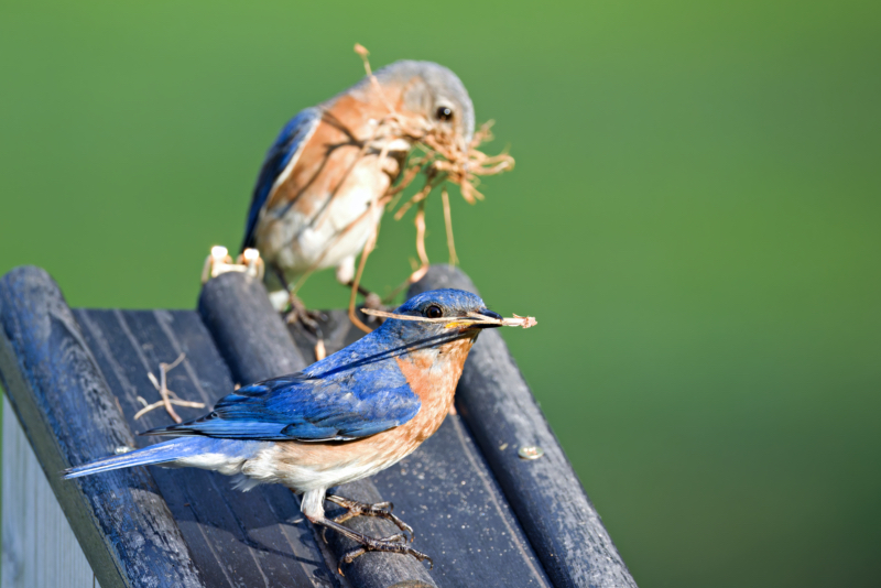 Eastern Bluebird Pair Begins Nest Rebuilding Male and female Eastern Bluebirds collecting nesting materials on top of a wooden birdhouse.