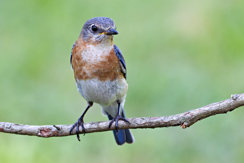 Female Eastern Bluebird Arrives at Birdhouse After Chicks Vanished Female Eastern Bluebird perched on wooden branch with blue wings and tail, orange-brown breast, and white belly against soft green background