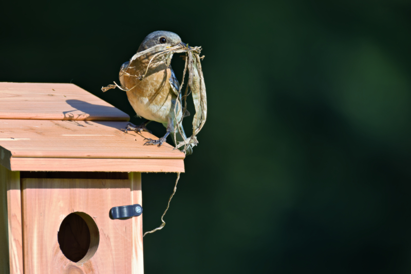 Female Eastern Bluebird perched on a wooden nest box, holding nesting material in her beak.