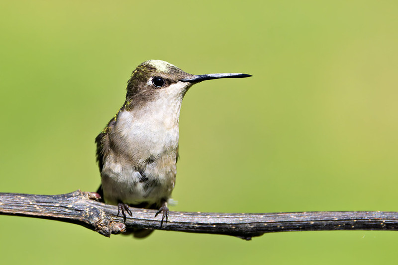 Female Ruby-throated Hummingbird in Profile Female Ruby-throated Hummingbird perched on a branch in profile with pollen on her beak and head.
