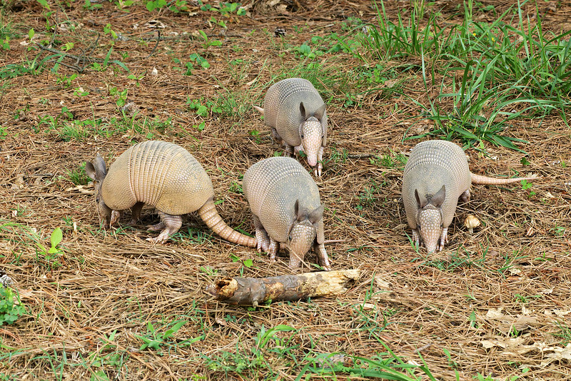 Four young Nine-Banded Armadillo pups foraging closely together in pine needles with all eyes visible, photographed in an Arkansas yard.