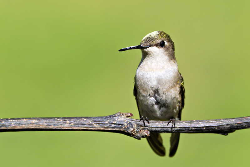 Front View of Pollen-Dusted Hummingbird Female Ruby-throated Hummingbird facing forward, perched with visible pollen on her beak and head.