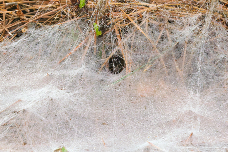 Funnel Retreat of a Grass Spider Web Close-up of a grass spider web with a funnel-shaped tunnel and the spider partially visible inside.