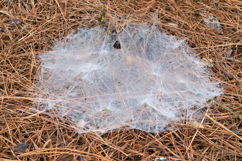 Horizontal grass spider web stretched across pine needles, illuminated by dew.